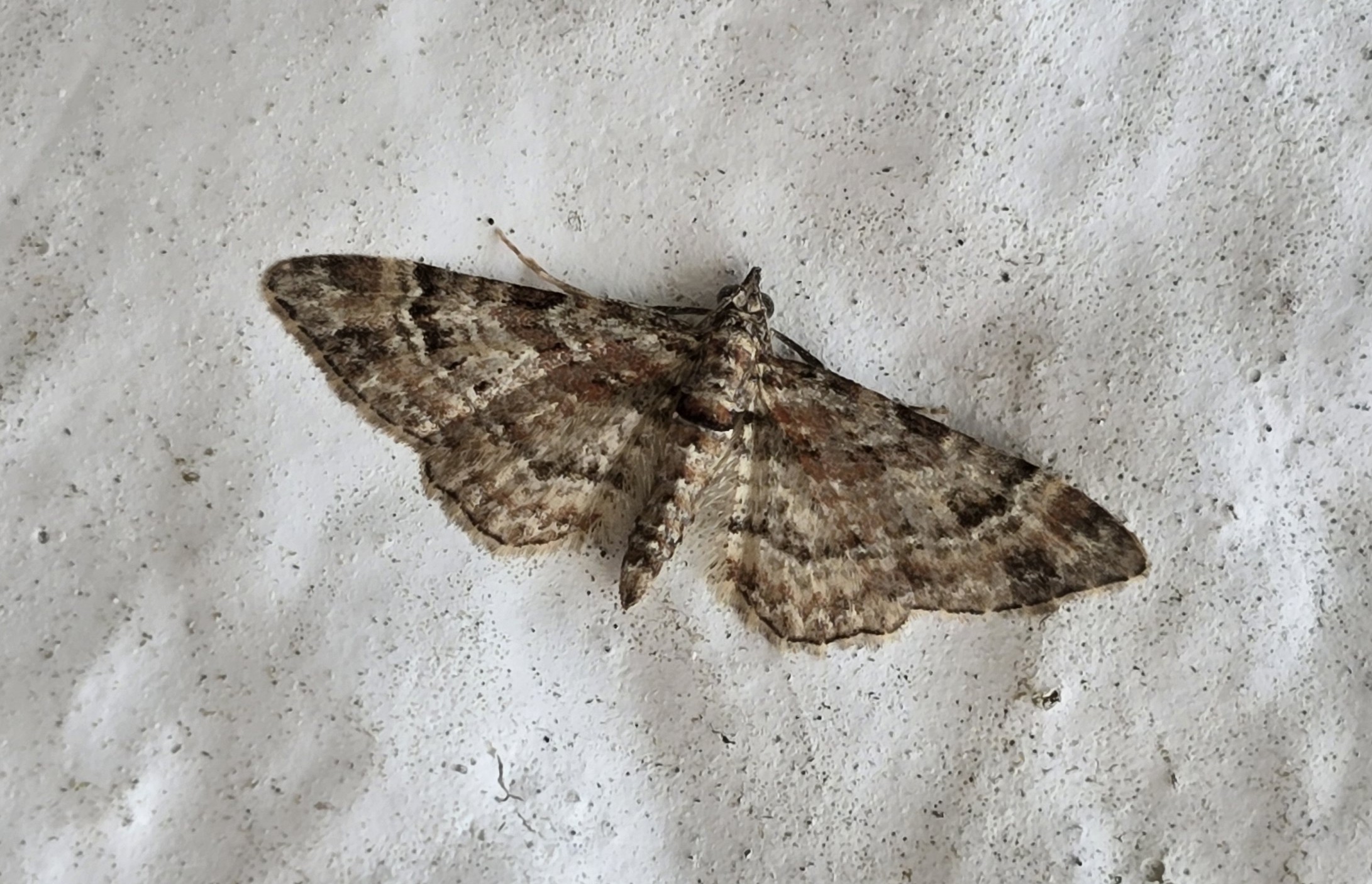 Photo of Double-striped Pug (Gymnoscelis rufifasciata)